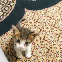 واگذاری گربه|گربه|شیراز, شهرک پرواز|دیوار