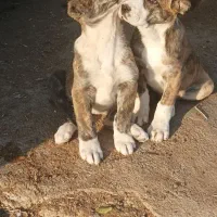 توله خراسانی افغان|سگ|مشهد, جاهد شهر|دیوار