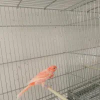 تعدادی قناری برفکی و سرخ سلامت|پرنده|تهران, شارق|دیوار