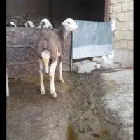 بره قوچ قود کله سفید