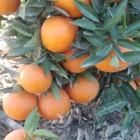 کارگرفوری ازبجنورد ۴نفر خانم واقا|استخدام صنعتی، فنی، مهندسی|آمل, |دیوار