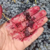 انگور سردشت و قزوینی به قیمت عمده