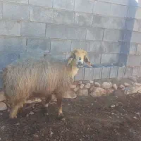 میش|حیوانات مزرعه|شیراز, زرهی|دیوار