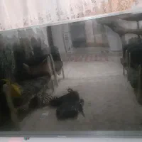 تلویزیون دوو۵۵اینچ