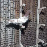 کفتر کبوتر