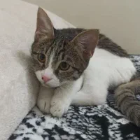 گربه خونگی dsh