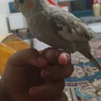 جرسقان|پرنده|شیراز, مسکن مهر شیراز|دیوار