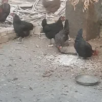 مرغ