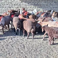 میش زاییده بره بزرگ 14تا