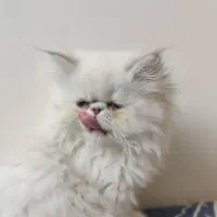 بچه گربه پرشین هیمالین سوپرفلت ماده سفیدچشم سبزآبی