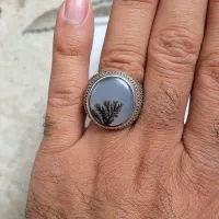 شجر رکاب حصیری