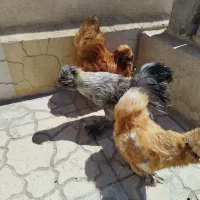 مرغ و خروس تخم گذار ابریشمی