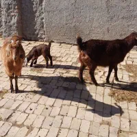 چند راس بز و بزغاله  و نر بز