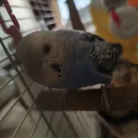 دو جفت مرغ عشق نر و ماده