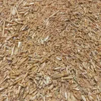 فروش حدودا ۲تن گندم دیم