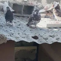 کبوتر کفتر