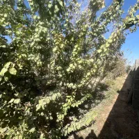 فروش باغ پونصد متری|فروش زمین و ملک کلنگی|بهارستان, |دیوار