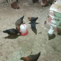 مرغ محلی|حیوانات مزرعه|آزادشهر, |دیوار