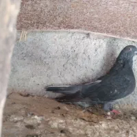 کبوتر ماده بند بند