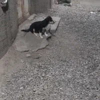 سگ پاکوتاه