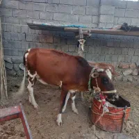 گاو و گوساله
