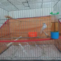 یک عدد جوجه قناری ماده کاکلی