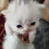 گربه پرشین ماده