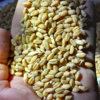 ۳تن گندم بذری درجه یک بشرط