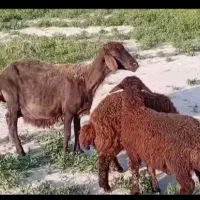 میش بره هترو همو