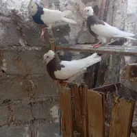 سه عدد طوقی