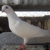 کفتر غریب گیری