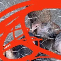 جوجه مرغ نصل دار