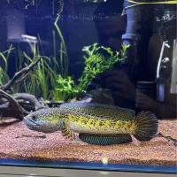 چانا گلدن کبری سینگل هایفین(هانتر)