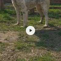 مژدگانی برای سگ گمشده|حیوانات|سیجوال, |دیوار