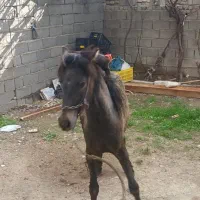 کره اسب نر ۱۰ ماهه ازنژاد خوب