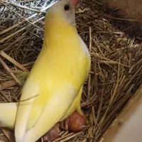 فنچ گلدین|پرنده|اصفهان, آزادگان|دیوار