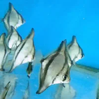 تایگر مونو سایز ۸ ۹ سانت|ماهی|تهران, تجریش|دیوار
