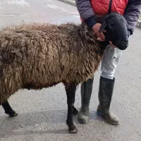 بره نر ۵۵ کیلویی چاق|حیوانات مزرعه|قزوین, |دیوار