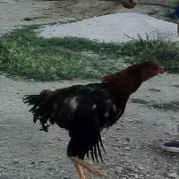 خروس و مرغ لاری