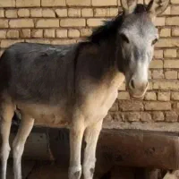 فروش الاغ و کره الاغ