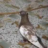 جفت کله سیاه یالی ماده سینه قهویی نر مست|پرنده|بندر ماهشهر, |دیوار