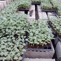 نهال هولار توکیتو سالم سرحال