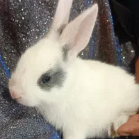 بچه خرگوش|موش و خرگوش|مسجد سلیمان, |دیوار