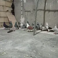 کبوتر اتم|پرنده|اسفرورین, |دیوار