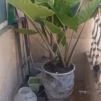 گلدون وگل بابا آدم بسیار سرحال