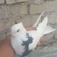 کبوتر|پرنده|سوسنگرد, |دیوار