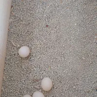 جفت عروس هلندی نر سخنگو