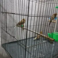 قناری نر و ماده