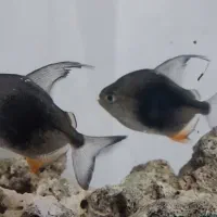 دالر بلک بری|ماهی|قزوین, |دیوار