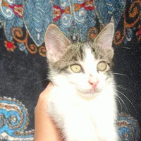 گربه بازیگوش